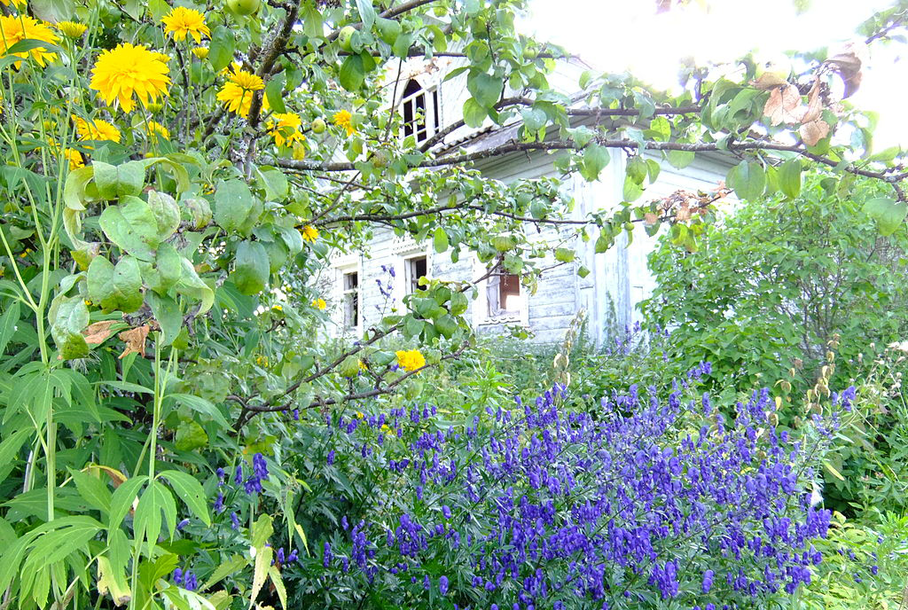 Flowers in Front of an Abandoned House in Demerino, Russia