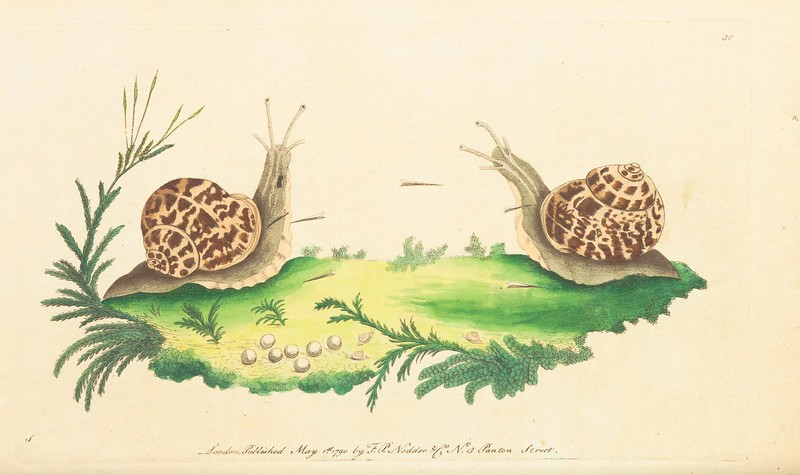 Image of garden snails from 1789-1813