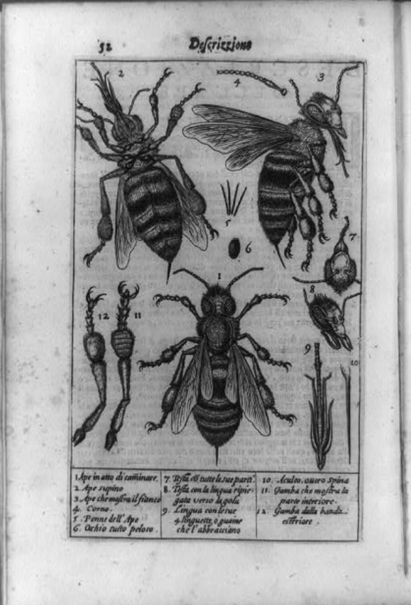 Anatomy of a Bee 