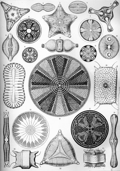 Illustration of Diatomea