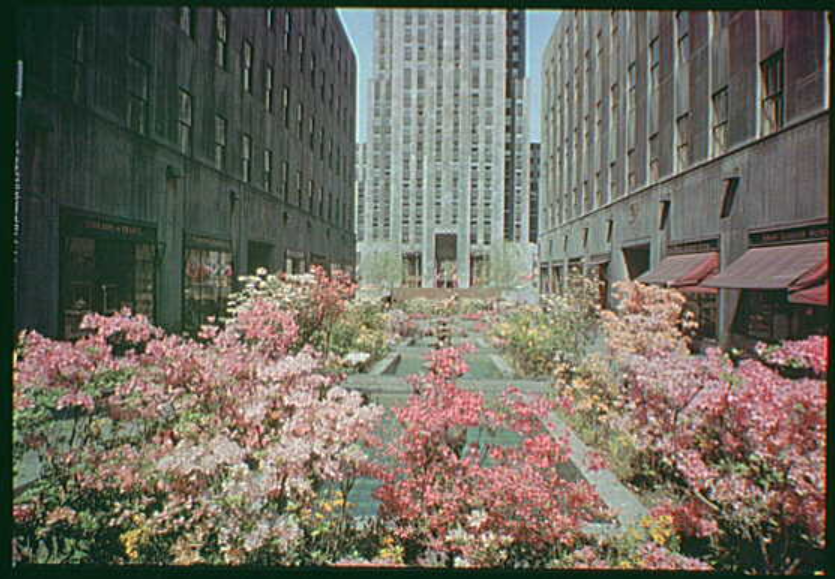 Azaleas at Rockefeller Plaza