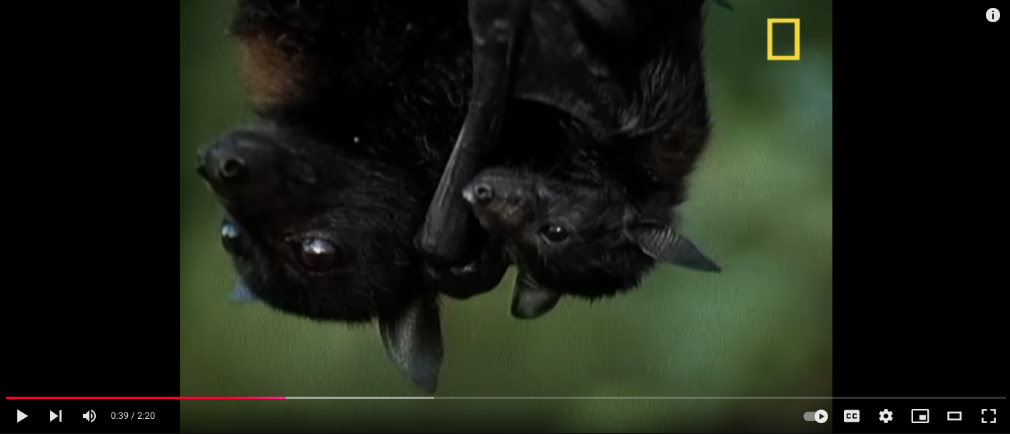 video about bats