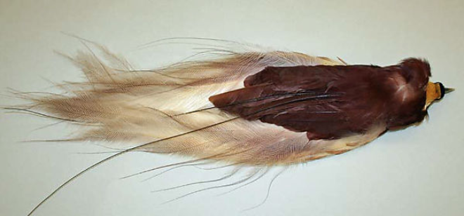 Feather, 20th Century