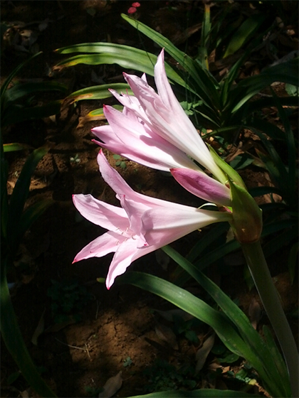 lilies opening