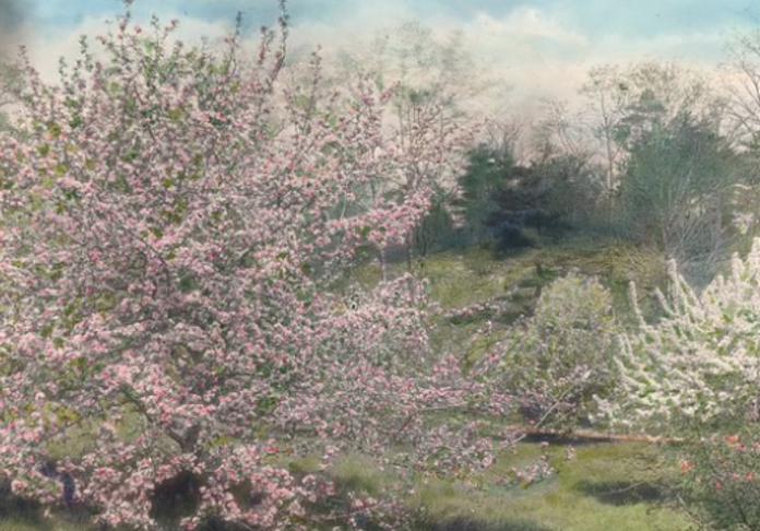 "Holm Lea," Charles Sprague Sargent house, Brookline, Massachusetts. (LOC)